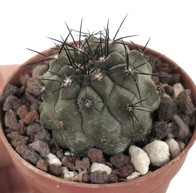 Copiapoa cinerea UU3