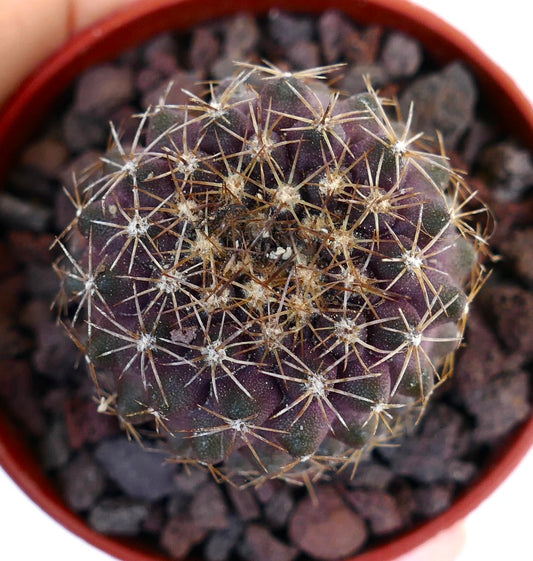 Copiapoa serpentisulcata X Copiapoa tenuissima NASP69