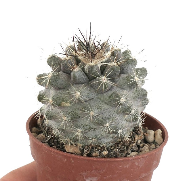 Copiapoa humilis SUPER GREY (Paposo) ZMN