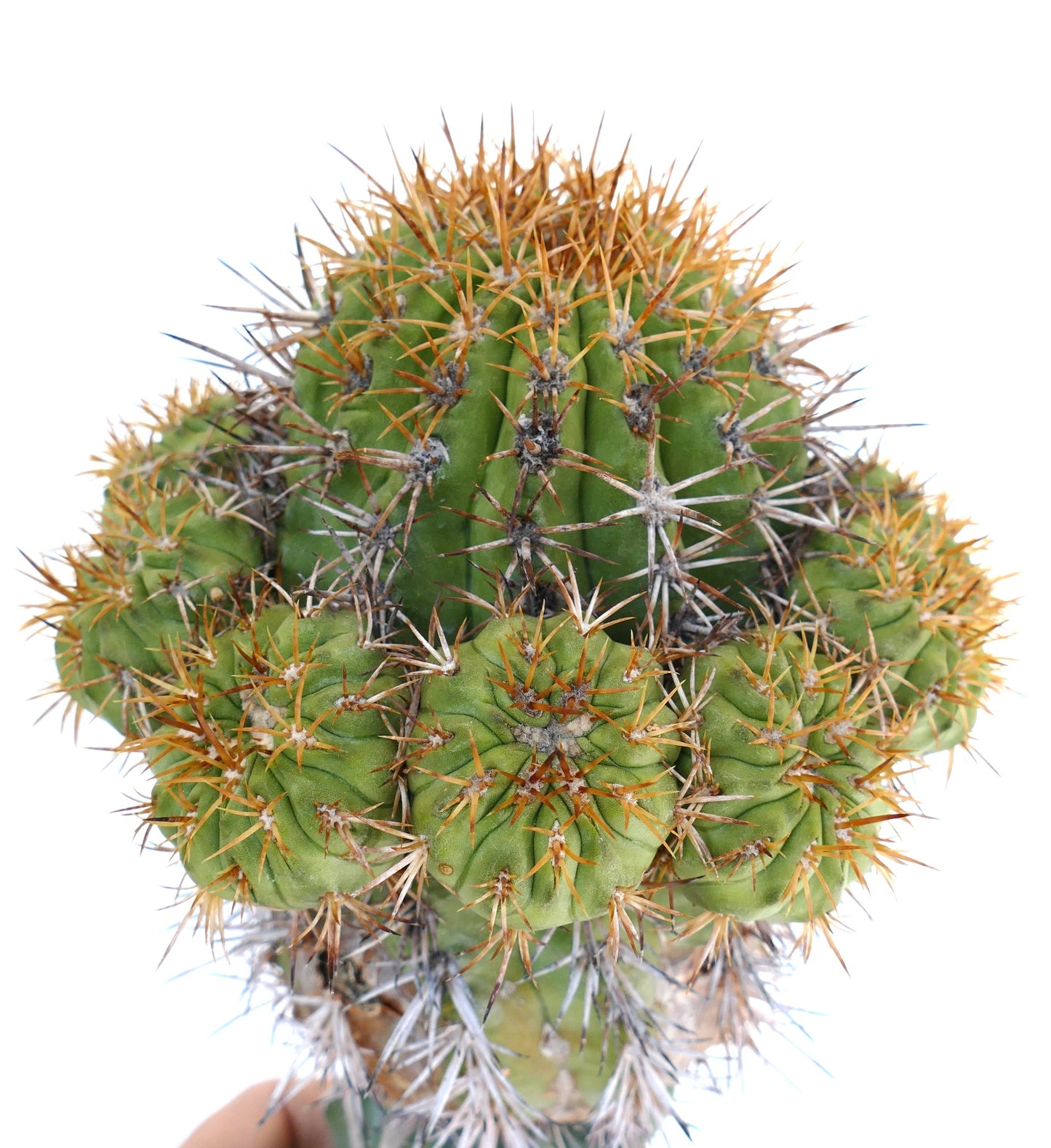 Copiapoa goldii (GRAFTED)