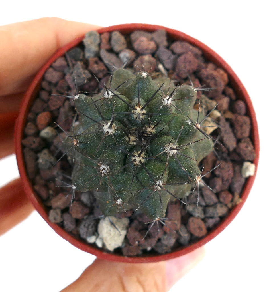 Copiapoa cinerea x atacamensis AV1