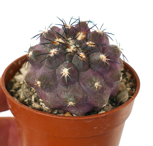 Copiapoa cinerea X griseoviolacea OY2