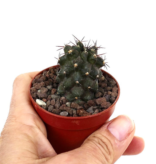 Copiapoa cinerea X humilis UA5-MF