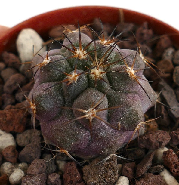 Copiapoa griseoviolacea X serpentisulcata YR2