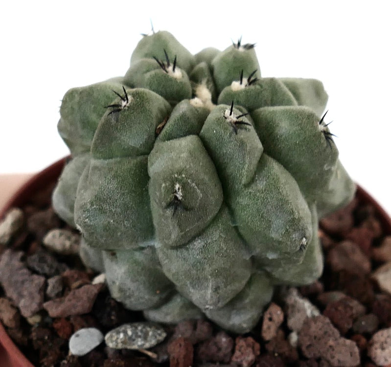 Copiapoa cinerea form KIKKO X Copiapoa hypogaea AM3