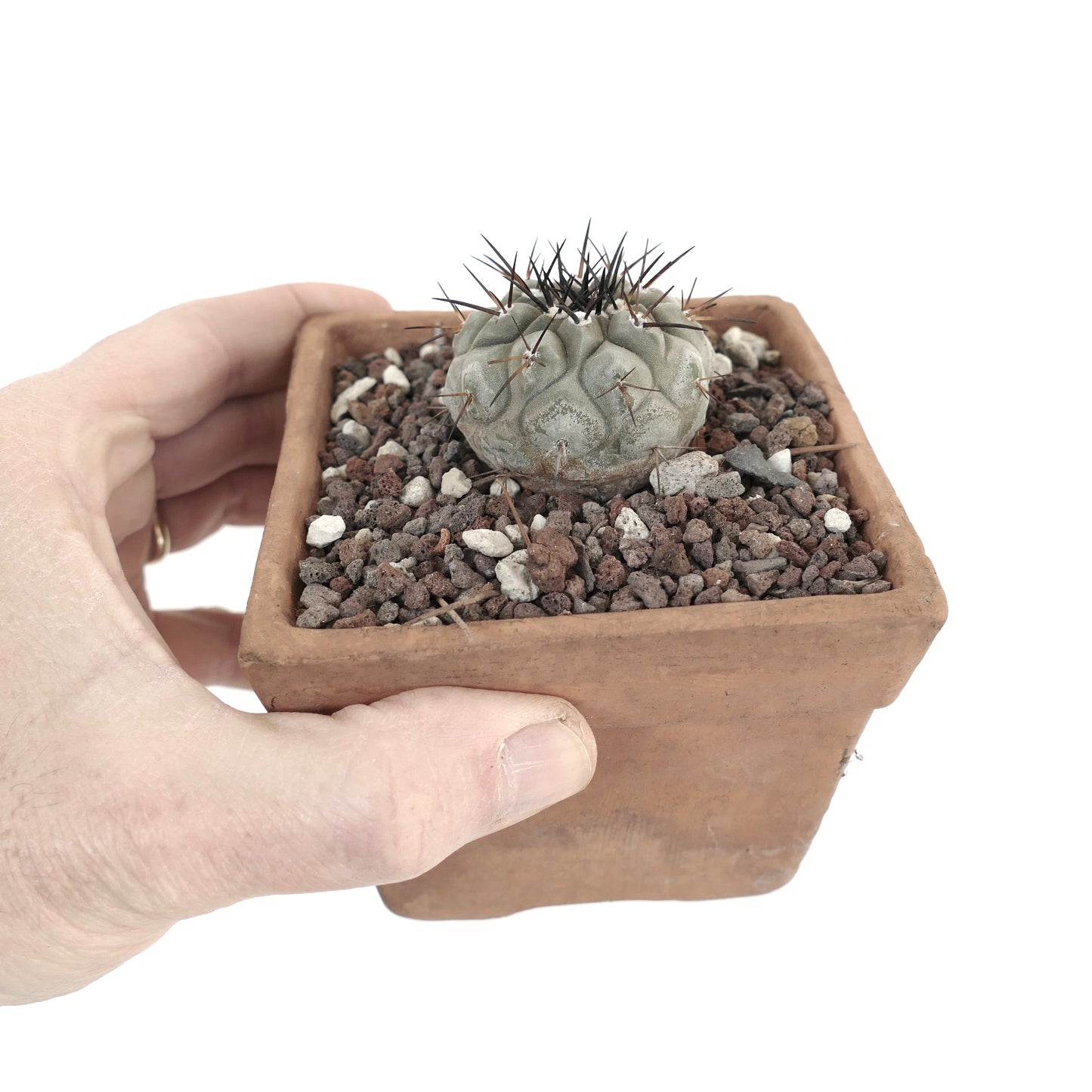 Copiapoa cinerea TALTAL 9E7-1018