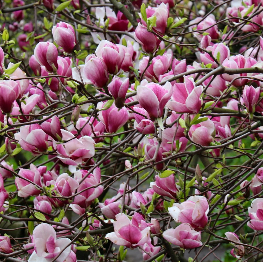 Magnolia soulangeana