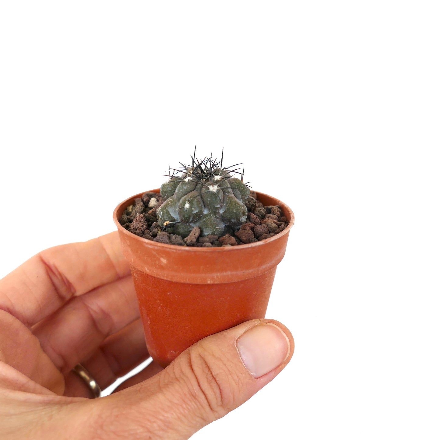 Copiapoa cinerea X griseoviolacea 1TS