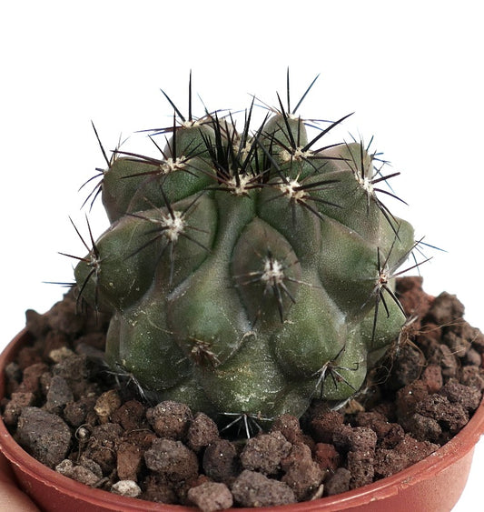 Copiapoa cinerea x atacamensis AL15