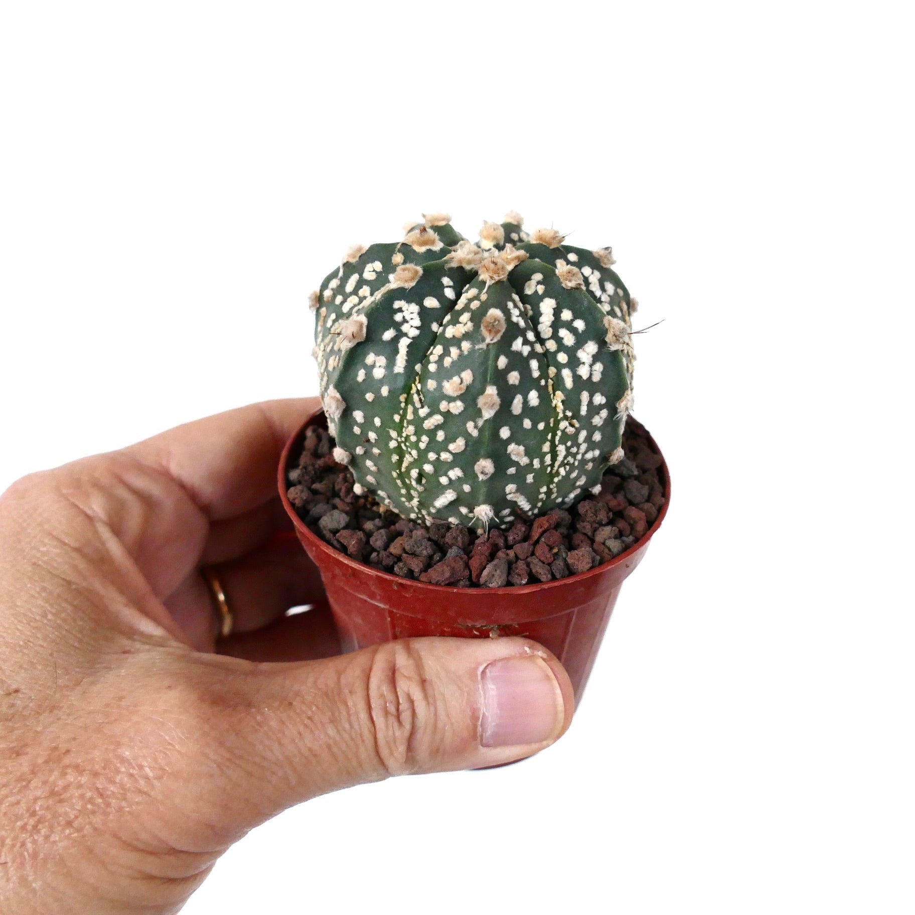 アストロフィツム | コレクター愛好家のための希少ハイブリッド