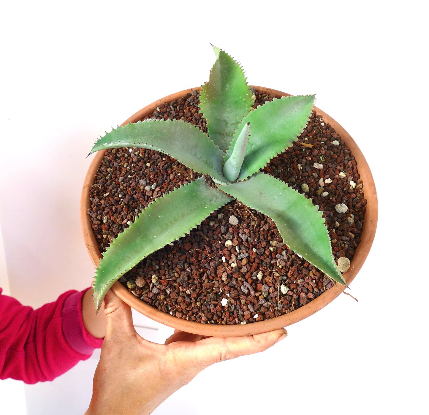 Agave gypsophila SELECTED specimen 32cm RMOT