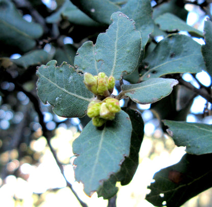 Quercus suber