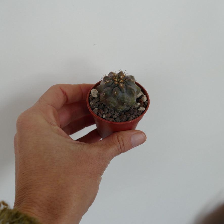 Copiapoa cinerea X Copiapoa columna-alba 531