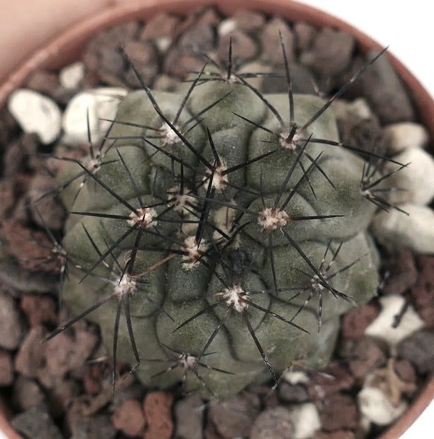 Copiapoa cinerea UU3