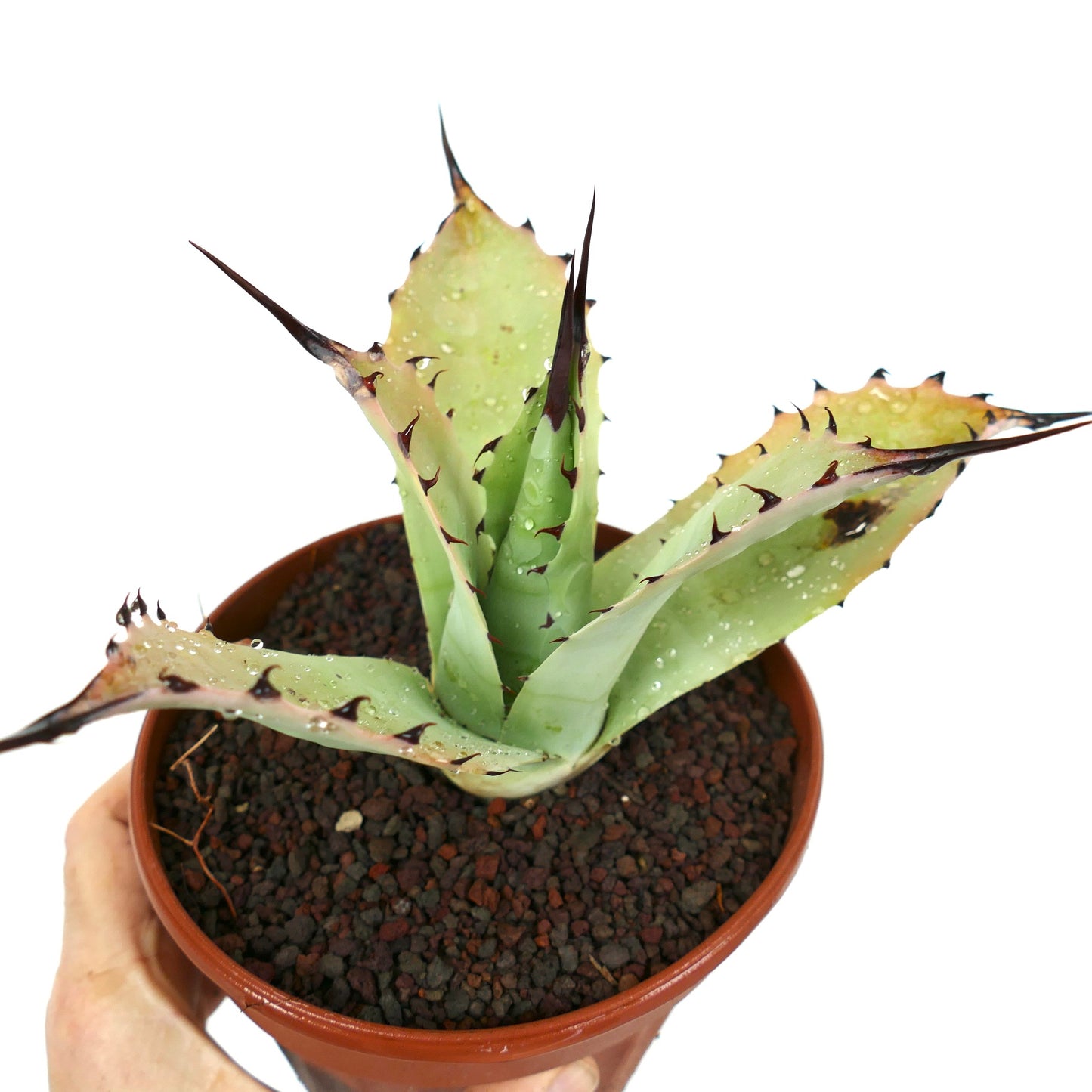 Agave bovicornuta X Agave applanata (Mr Corsi) MM9