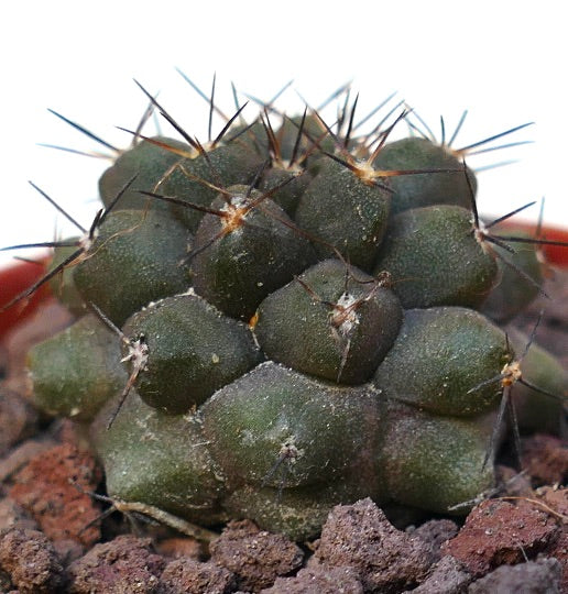 Copiapoa cinerea X humilis SAB42