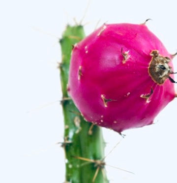 แรทบูเนีย อลามอเซนซิส แคคตัสพร้อมผลสีชมพูสดใสและลำต้นหนามสีเขียว