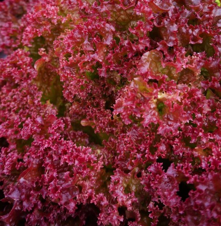 Lactuca sativa var. crispa cv "LOLLO ROSSA" SEEDS