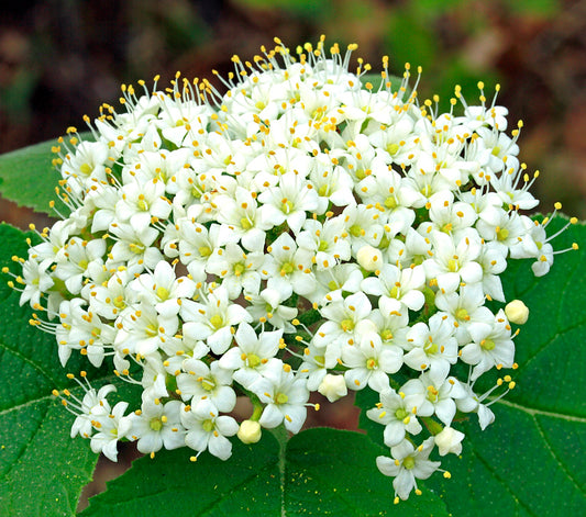 Viburnum lantana 80-120cm