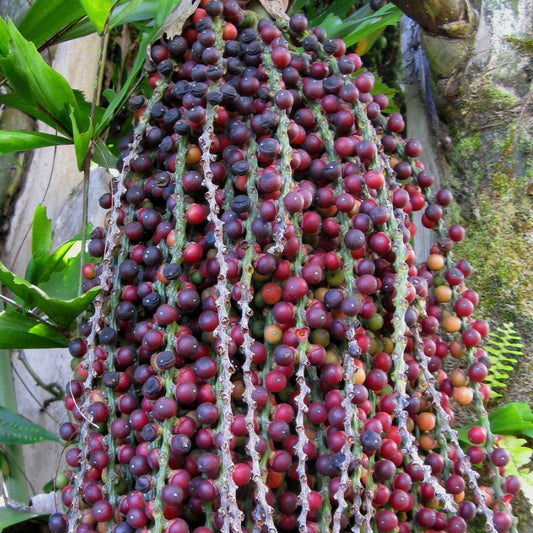 Caryota mitis SEEDS