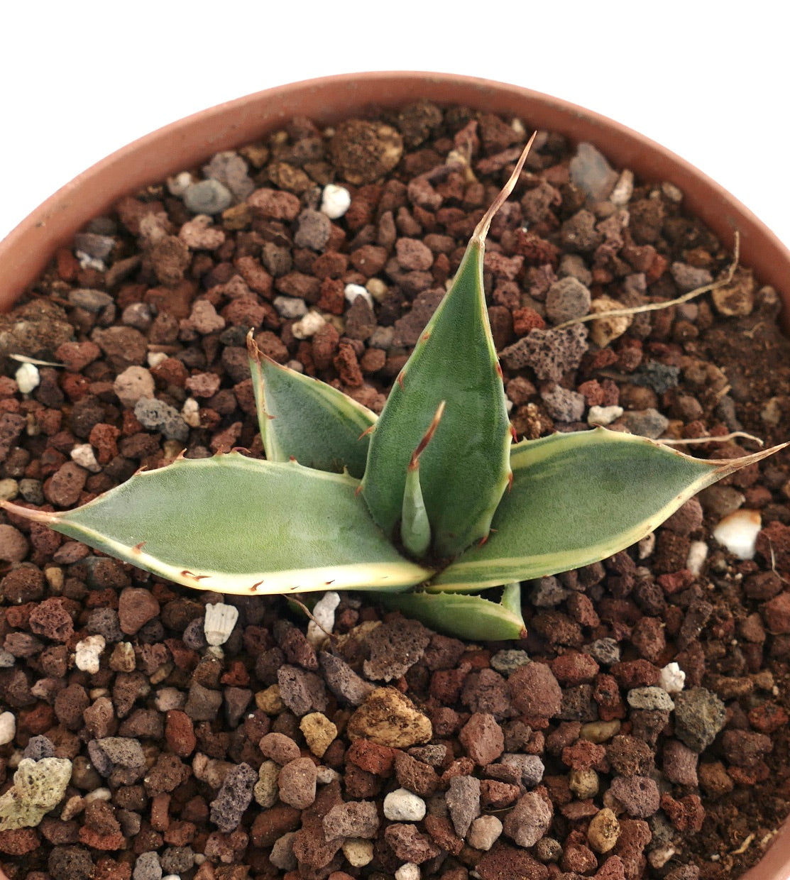 Agave asperrima VARIEGATED COZ