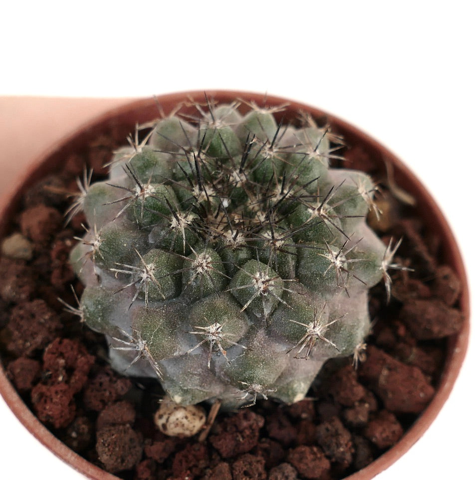 Copiapoa tenuissima X Copiapoa cinerea CONT1