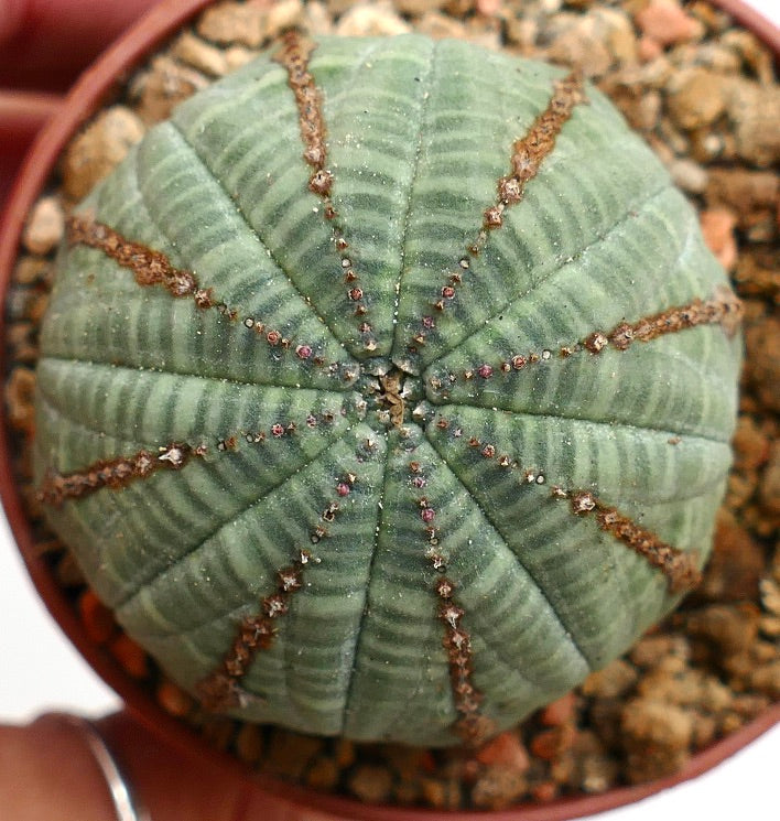 Euphorbia obesa BROWN LINES