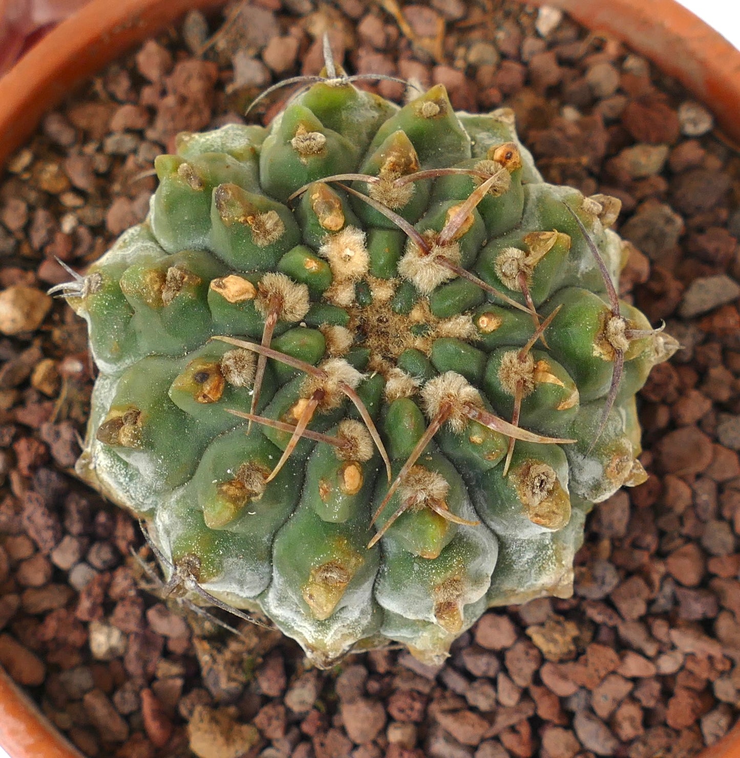 Gymnocalycium vatteri B27