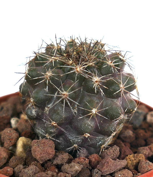 Copiapoa dura X cinerea VER14