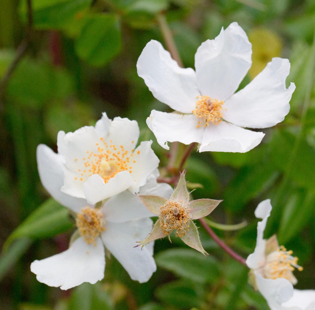 Fiori di rosa selvatica bianca Rosa sempervirens con stami gialli e fogliame verde