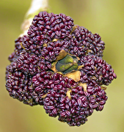 Fraxinus excelsior