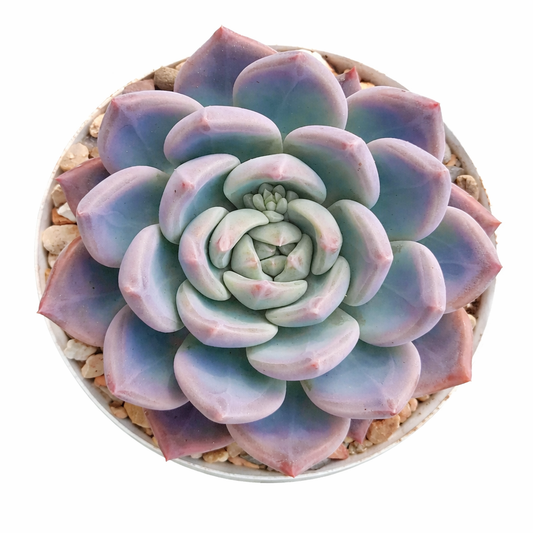 Echeveria affinis succulent rosette with thick pastel blue and pink leaves in pot