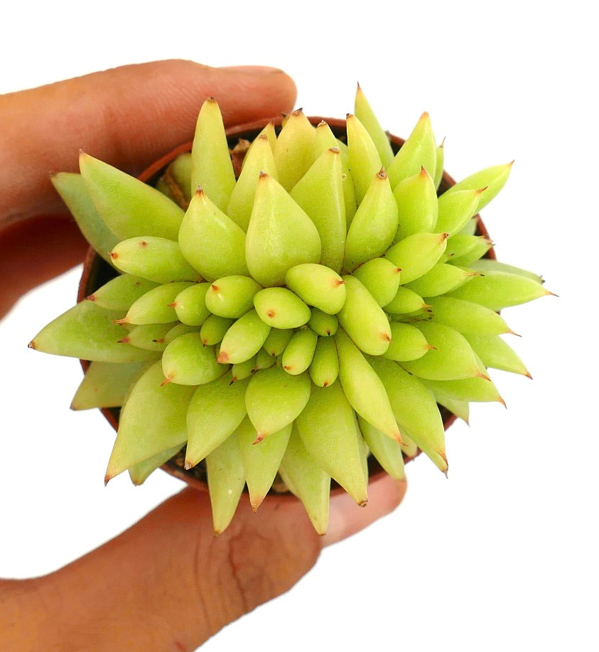 Echeveria agavoides CRESTED