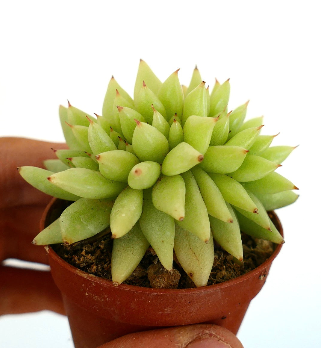 Echeveria agavoides CRESTED