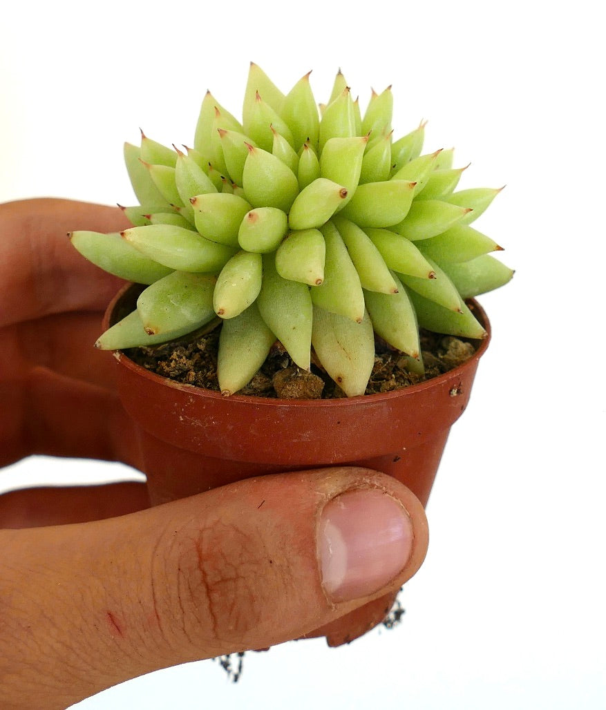 Echeveria agavoides CRESTED