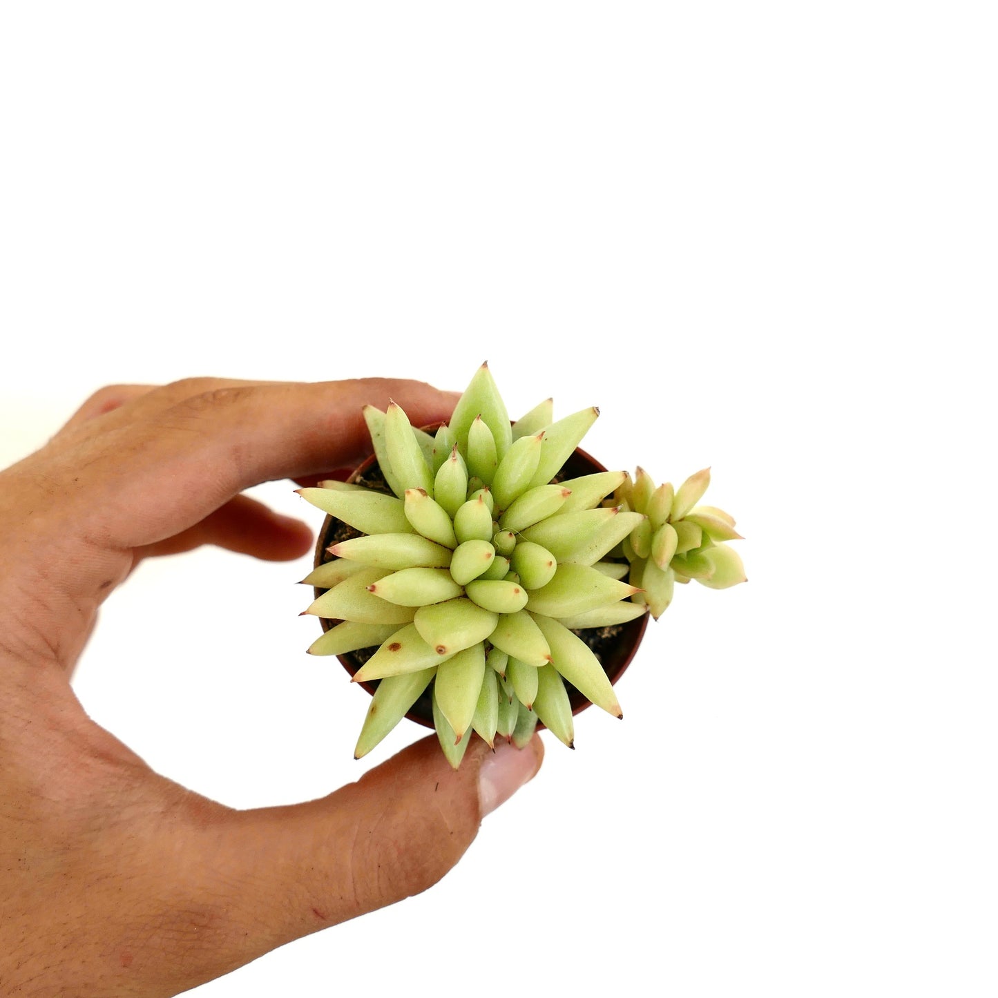 Echeveria agavoides CRESTED