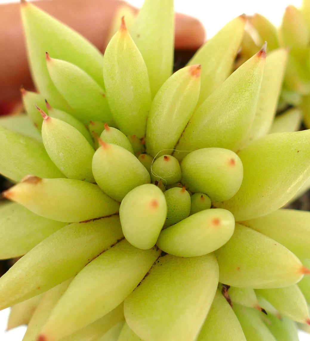 Echeveria agavoides CRESTED