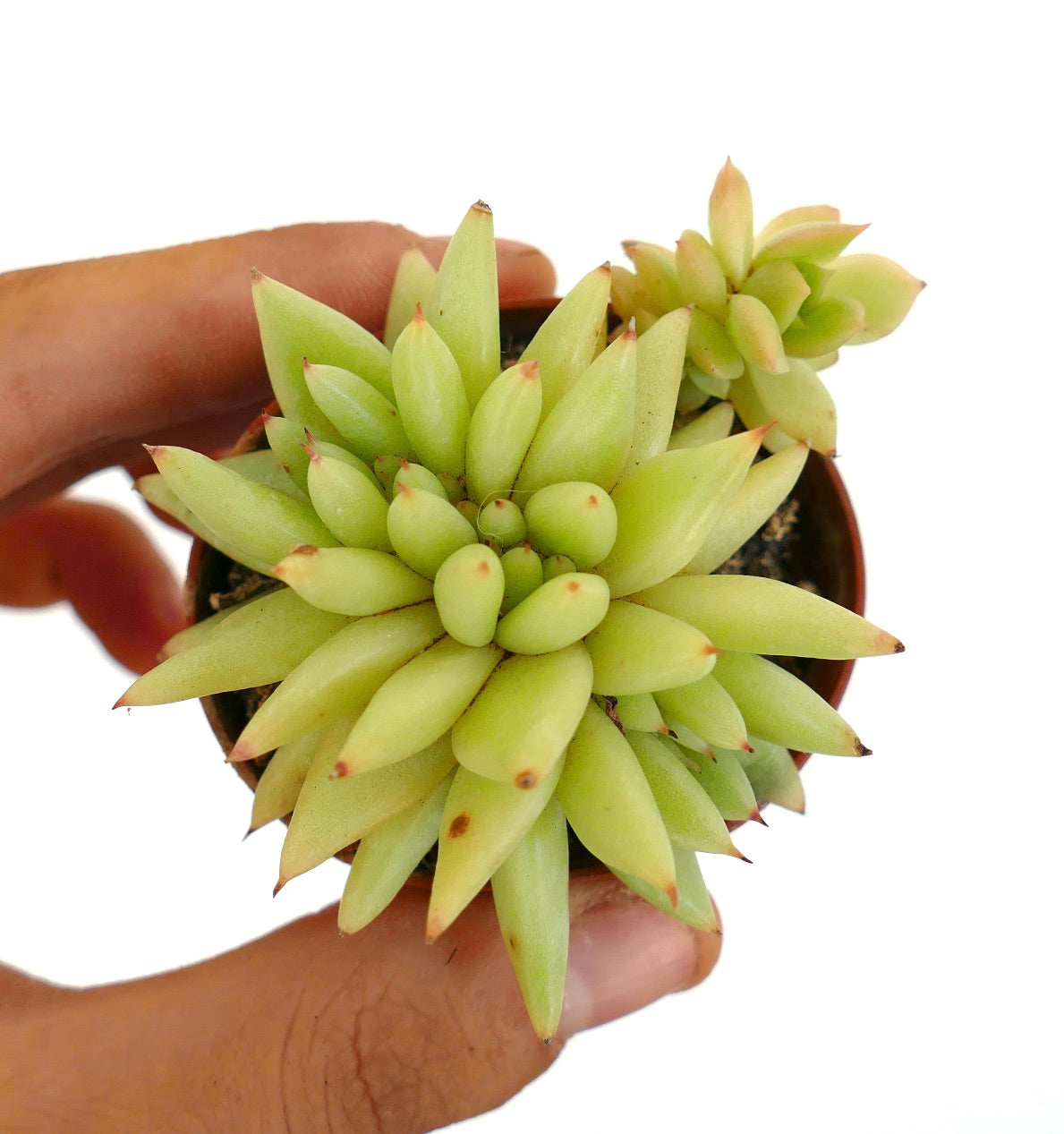 Echeveria agavoides CRESTED