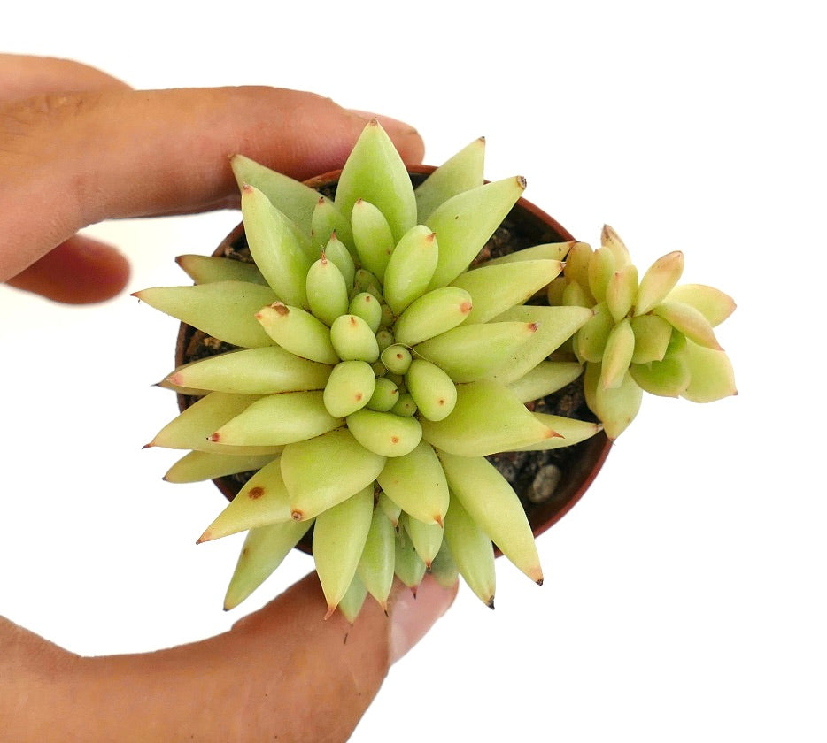 Echeveria agavoides CRESTED