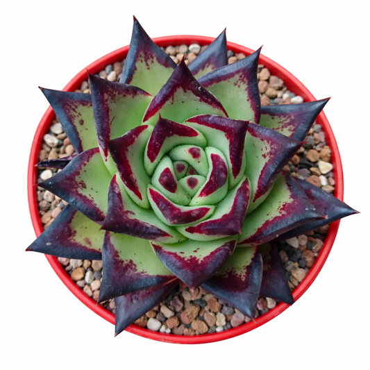 Echeveria agavoides succulent with green leaves and dark red pointed tips in red pot