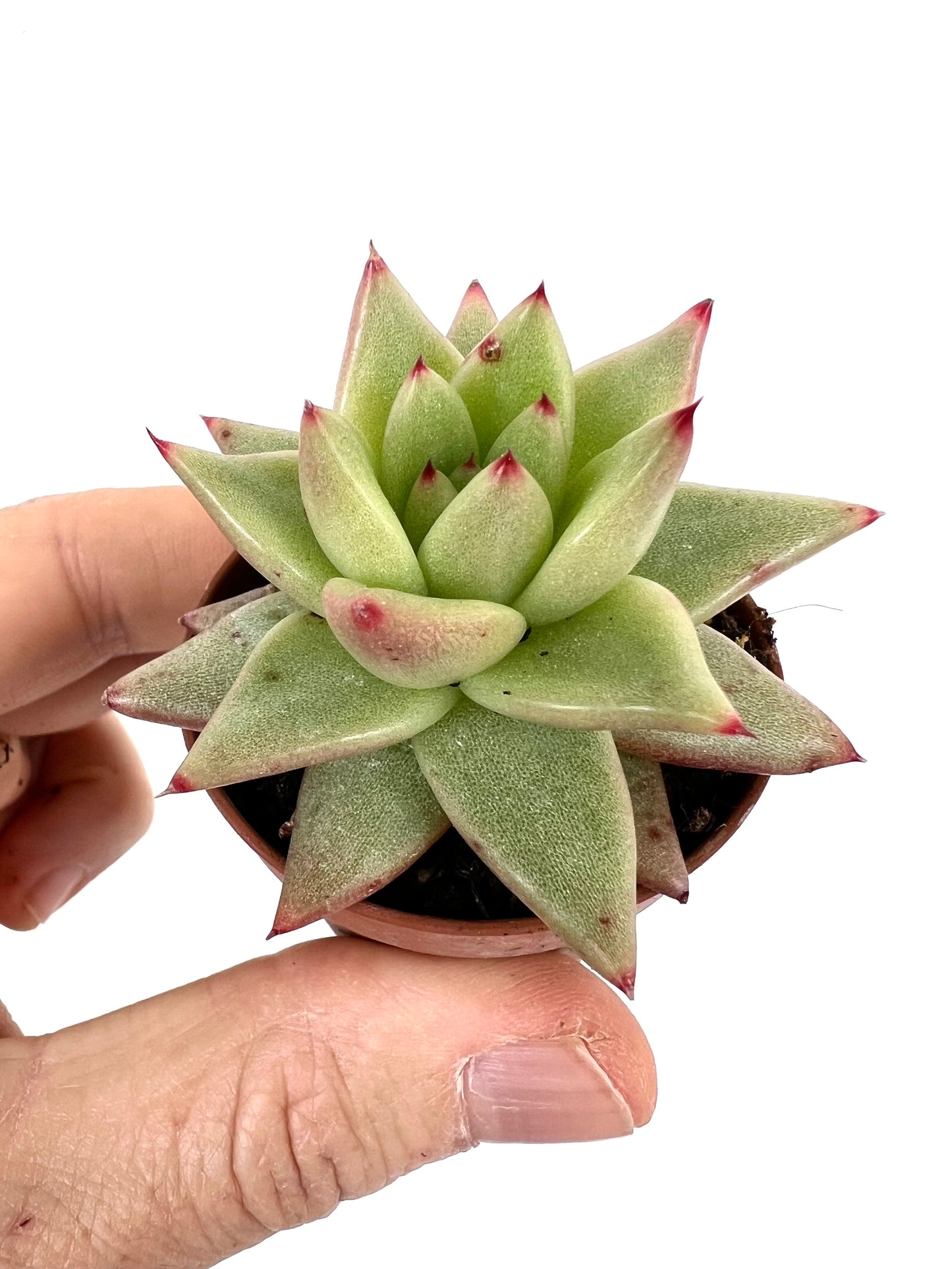 Echeveria agavoides