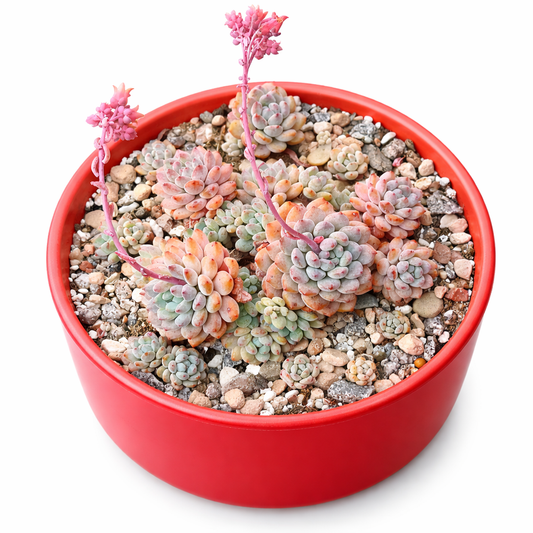 Echeveria amoena succulent rosette with pink flower stalks in red pot