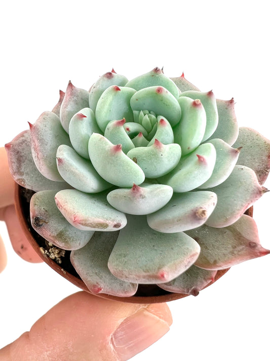 Echeveria cv SITIFUKUMIAMA