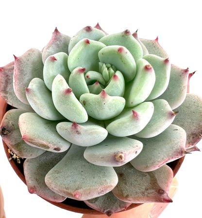 Echeveria cv SITIFUKUMIAMA