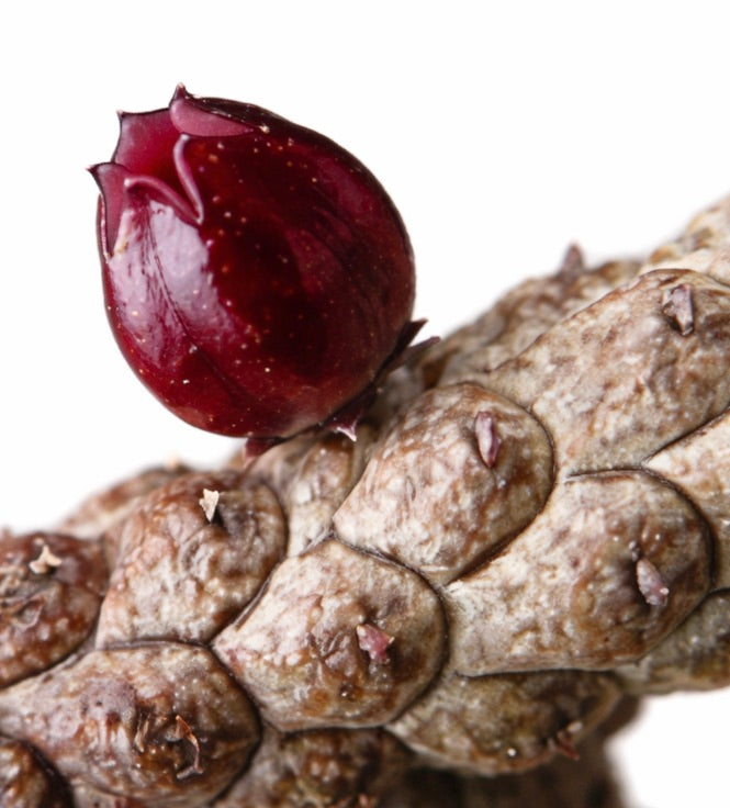 Echidnopsis oviflora (Morongoro Province, Tanzania) ex Specks