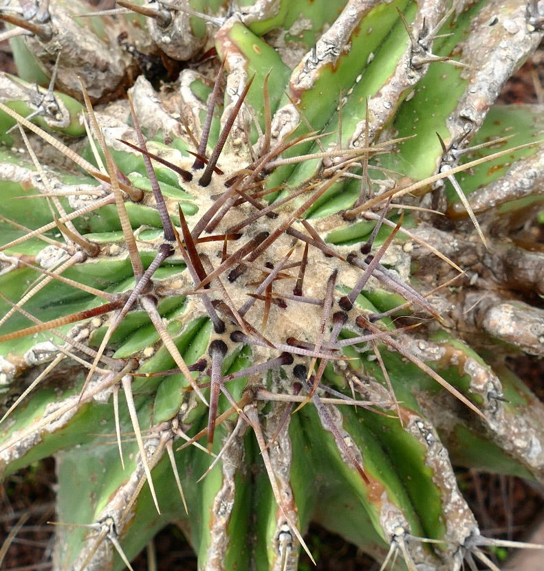 Echinocactus grandis succulent cactus with thick spines and textured apex close-up