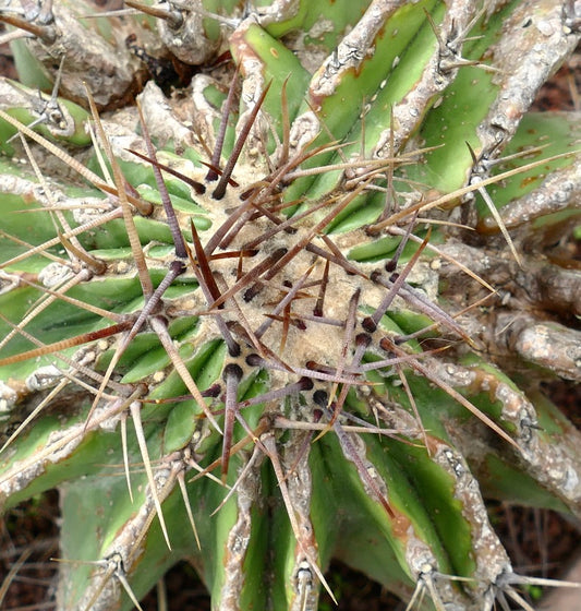 Echinocactus grandis succulent cactus with thick spines and textured apex close-up