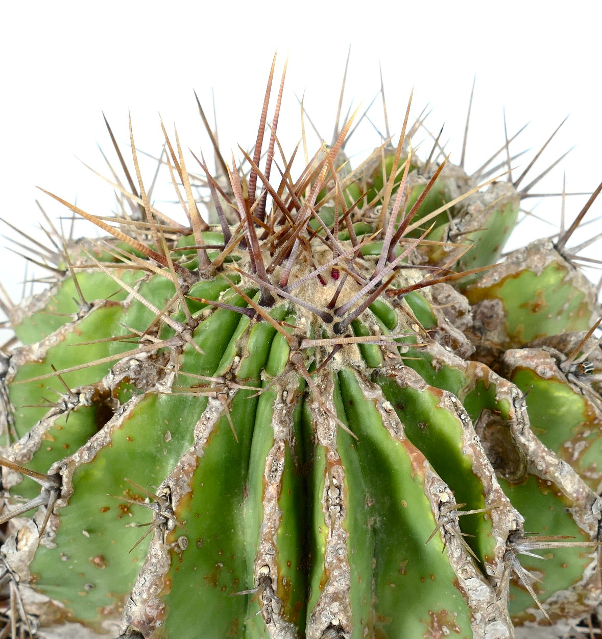 Echinocactus grandis succulent cactus with aged textured ribs and long brown spines