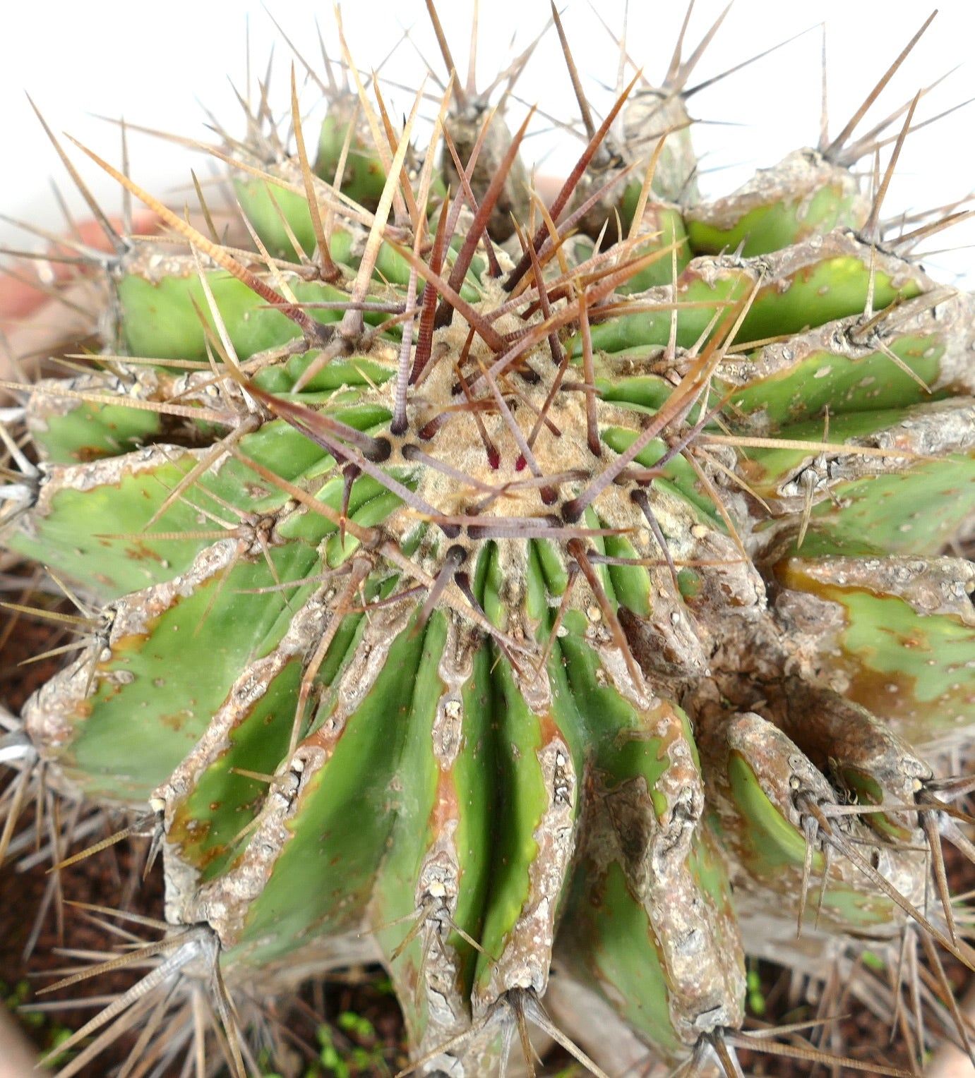 Echinocactus grandis succulent cactus with thick spines and textured aged green body