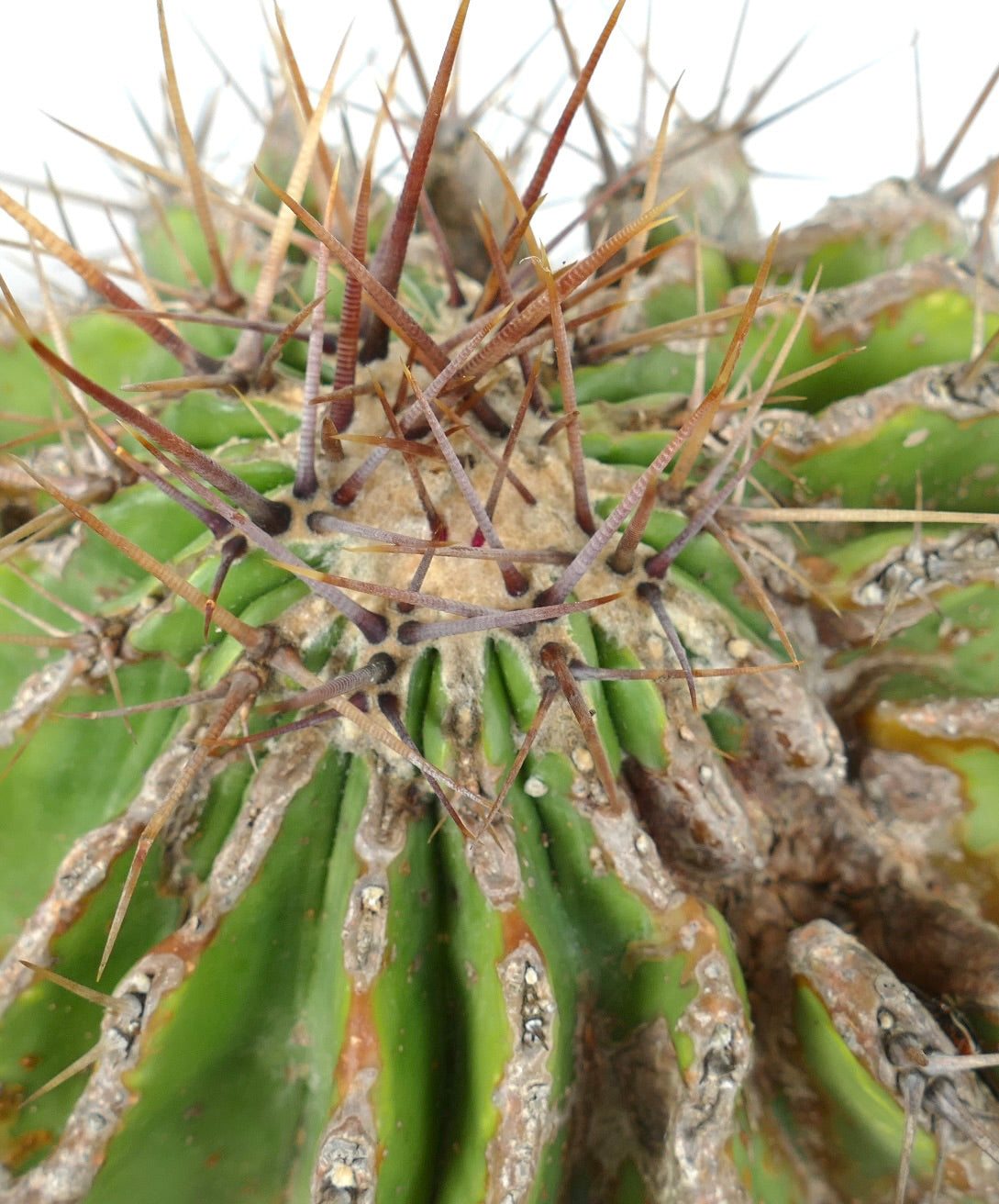Echinocactus grandis succulent cactus with thick ribs and long sharp brown spines close-up